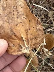 Smilax tamnoides
