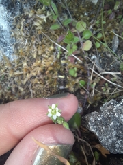 Arenaria serpyllifolia