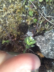 Arenaria serpyllifolia