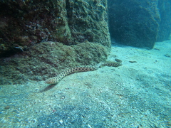 Myrichthys xysturus