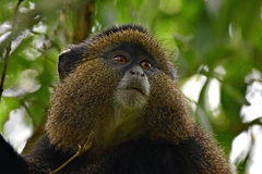Cercopithecus mitis kandti