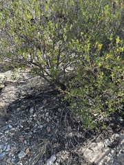 Fraxinus greggii