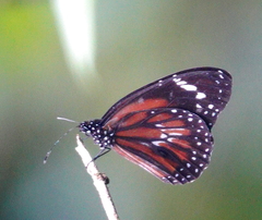 Danaus affinis