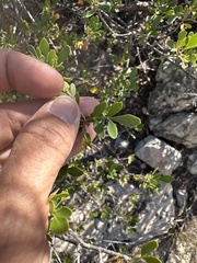 Fraxinus greggii