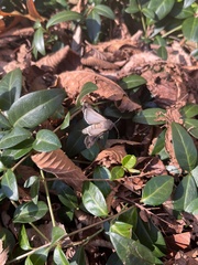Lepidoptera