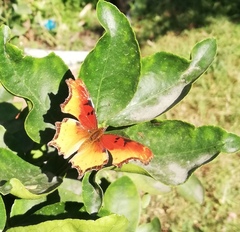 Polygonia haroldii