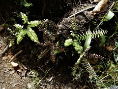 Adiantum viridimontanum