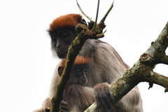Piliocolobus tephrosceles