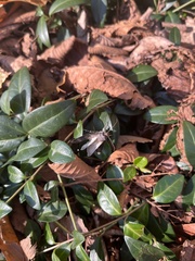Lepidoptera