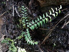 Adiantum viridimontanum