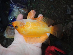 Amphilophus labiatus