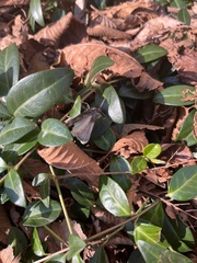 Lepidoptera