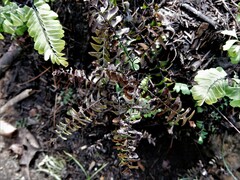 Adiantum viridimontanum