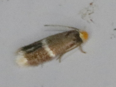 Stigmella apicialbella