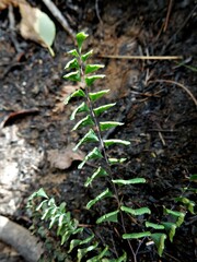 Adiantum viridimontanum
