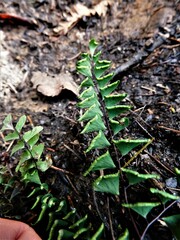 Adiantum viridimontanum