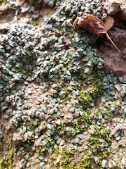 Riccia