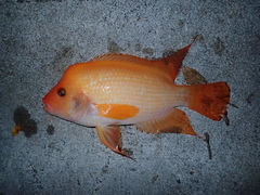 Amphilophus labiatus