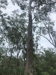 Eucalyptus moluccana