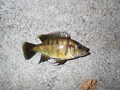 Hemichromis elongatus