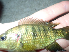 Hemichromis elongatus