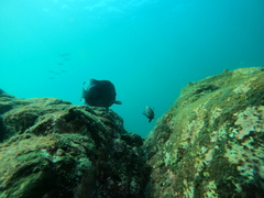 Microspathodon dorsalis