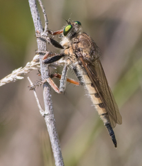 Promachus vertebratus