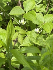 Trillium