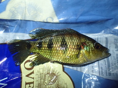 Hemichromis elongatus