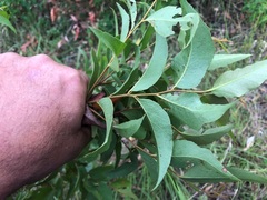 Eucalyptus acmenoides