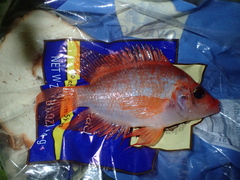 Amphilophus labiatus