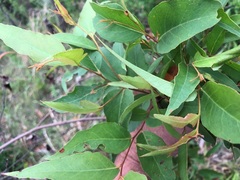 Eucalyptus acmenoides