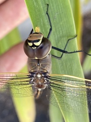 Anax papuensis