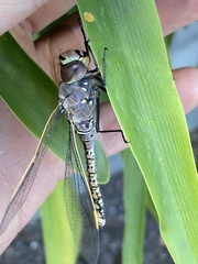 Anax papuensis