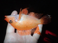 Amphilophus labiatus