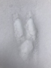 Lepus americanus