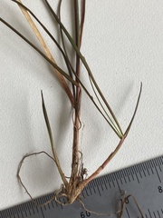 Carex punicea