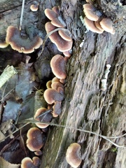 Lentinellus castoreus