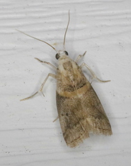 Acrobasis juglandis