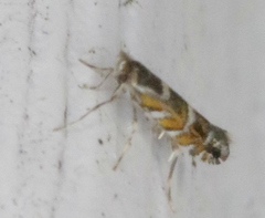 Macrosaccus robiniella