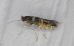 Macrosaccus robiniella