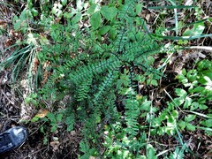 Adiantum aleuticum