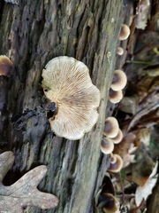 Lentinellus castoreus