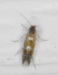 Macrosaccus robiniella