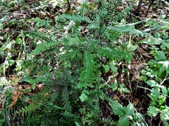 Adiantum aleuticum
