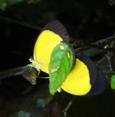Eurema candida