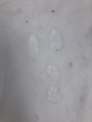 Lepus americanus