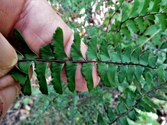 Adiantum aleuticum