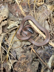 Contia tenuis