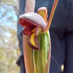 Orthoceras strictum